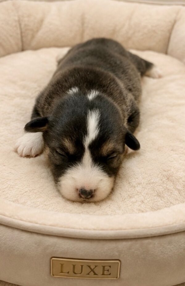 Luxe Welsh Corgi Luxe Welsh Corgi
