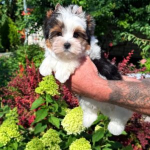 Mickey Biewer Yorkshire Terrier Mickey Biewer Yorkshire Terrier