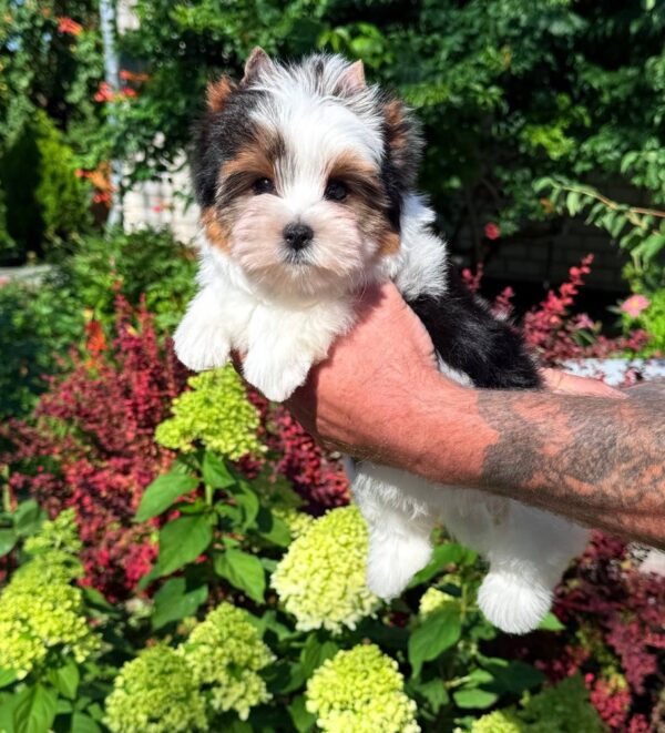 Mickey Biewer Yorkshire Terrier Mickey Biewer Yorkshire Terrier