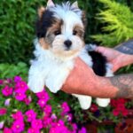 MICKEY-male-Biewer-puppy-for-sale-2