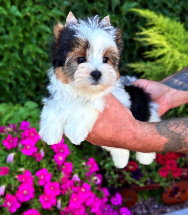 Mickey Biewer Yorkshire Terrier Mickey Biewer Yorkshire Terrier