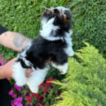 MICKEY-male-Biewer-puppy-for-sale-3