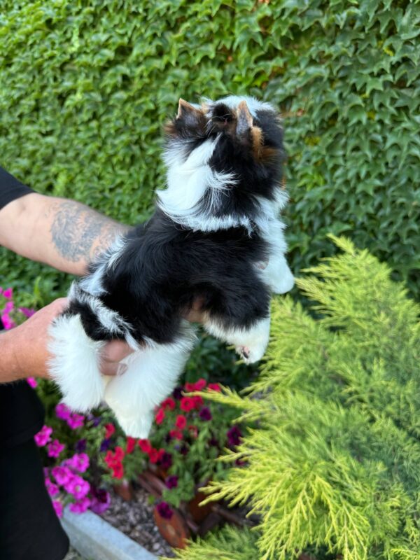 Mickey Biewer Yorkshire Terrier Mickey Biewer Yorkshire Terrier