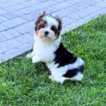MICKEY-male-Biewer-puppy-for-sale-4