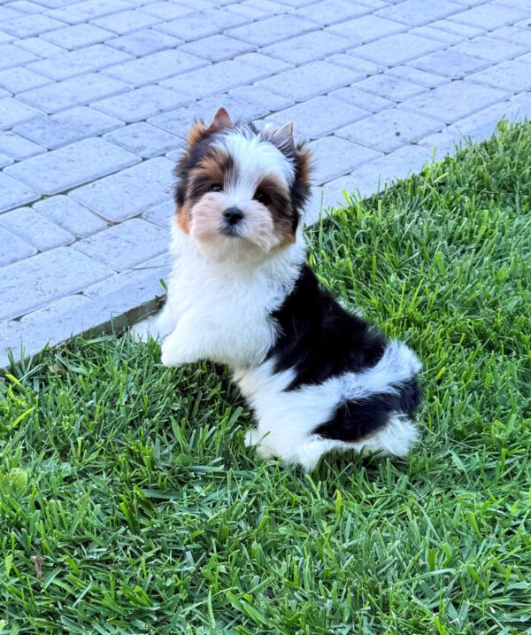 Mickey Biewer Yorkshire Terrier Mickey Biewer Yorkshire Terrier