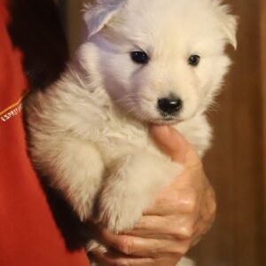Mr Purple White Swiss Shepherd Mr Purple White Swiss Shepherd