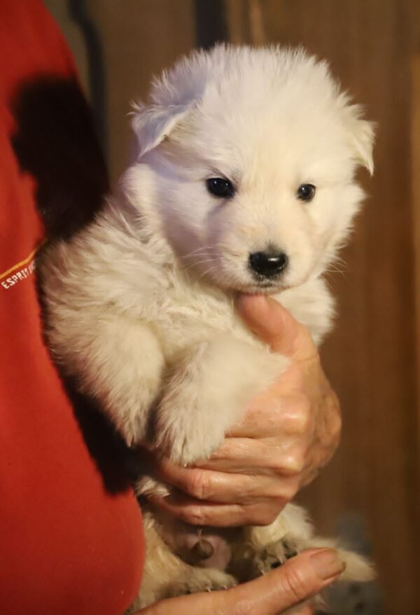Mr Purple White Swiss Shepherd Mr Purple White Swiss Shepherd