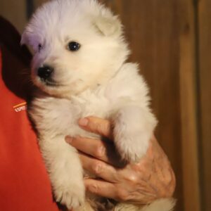 Mr Purple White Swiss Shepherd Mr Purple White Swiss Shepherd