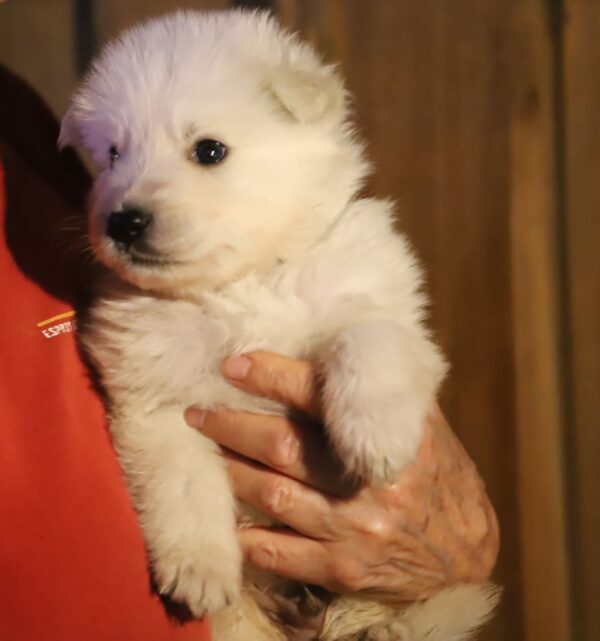 Mr Purple White Swiss Shepherd Mr Purple White Swiss Shepherd