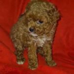Magnolia-female-Maltipoo-puppy-for-sale-1