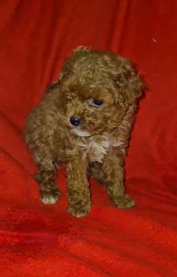 Magnolia Maltipoo Magnolia Maltipoo