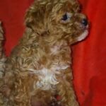 Magnolia-female-Maltipoo-puppy-for-sale-2