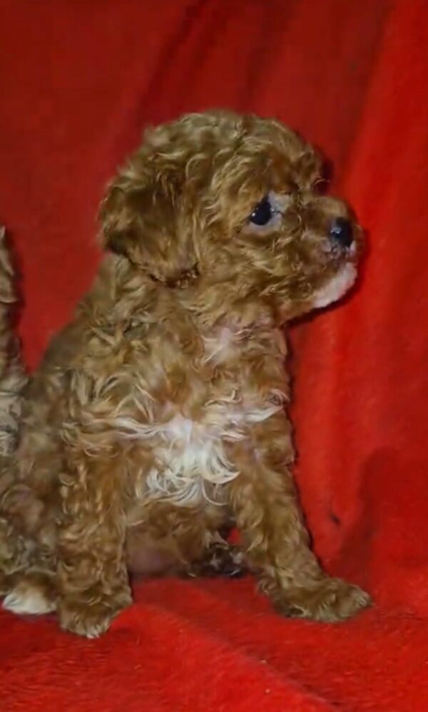 Magnolia Maltipoo Magnolia Maltipoo