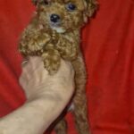 Magnolia-female-Maltipoo-puppy-for-sale-3