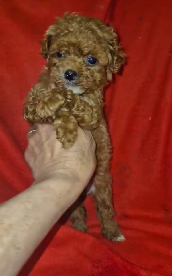 Magnolia Maltipoo Magnolia Maltipoo