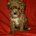 Magnolia-female-Maltipoo-puppy-for-sale-4