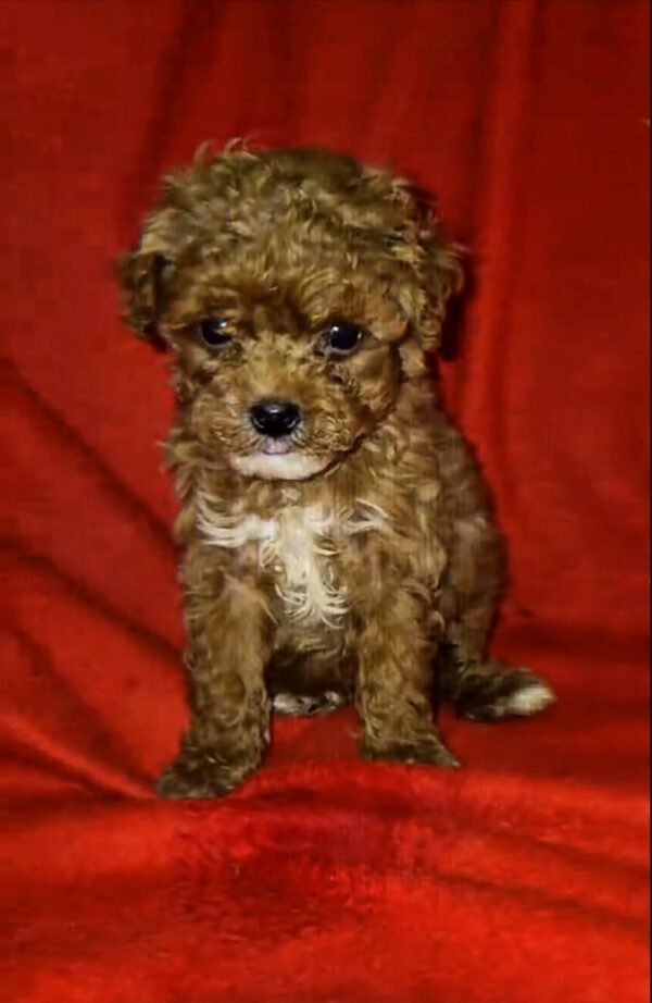 Magnolia Maltipoo Magnolia Maltipoo