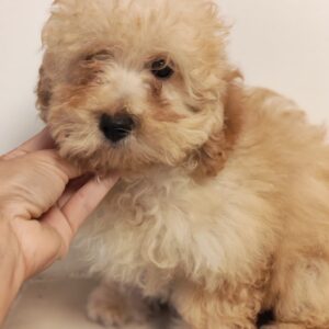 Maisie Maltipoo Maisie Maltipoo