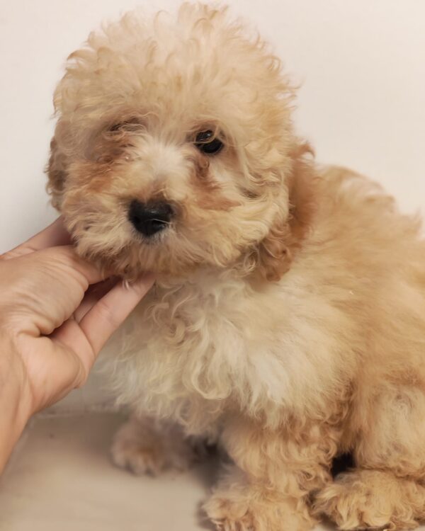 Maisie Maltipoo Maisie Maltipoo