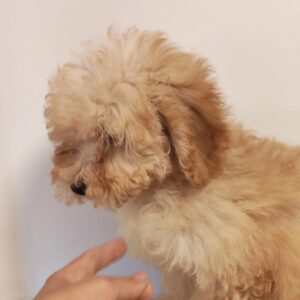 Maisie Maltipoo Maisie Maltipoo