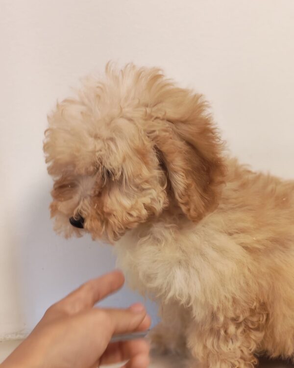 Maisie Maltipoo Maisie Maltipoo