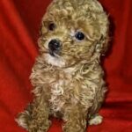Marigold-female-Maltipoo-puppy-for-sale-1