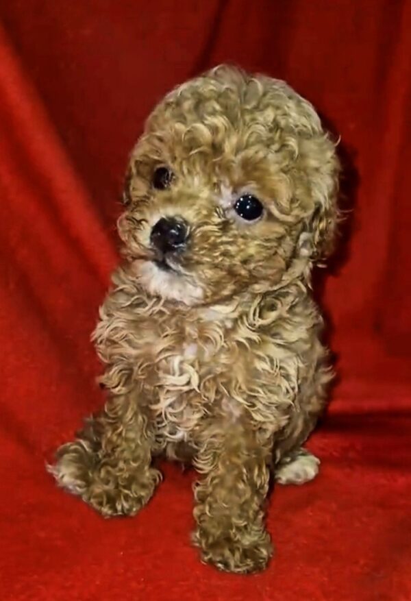Marigold Maltipoo Marigold Maltipoo