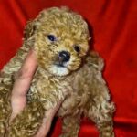 Marigold-female-Maltipoo-puppy-for-sale-2