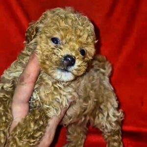 Marigold Maltipoo Marigold Maltipoo