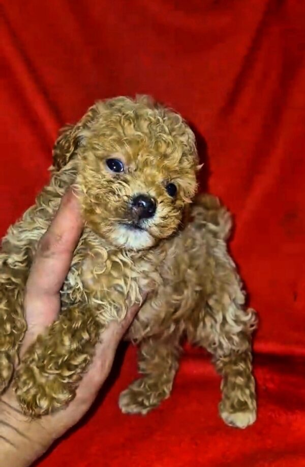 Marigold Maltipoo Marigold Maltipoo