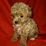 Marigold-female-Maltipoo-puppy-for-sale-3