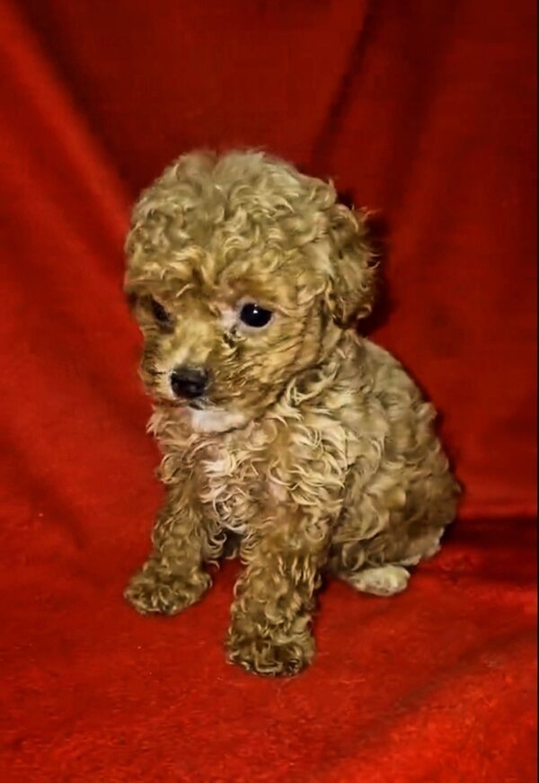 Marigold Maltipoo Marigold Maltipoo