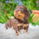 Max-male-miniature-dachshund-puppy-for-sale- (1)