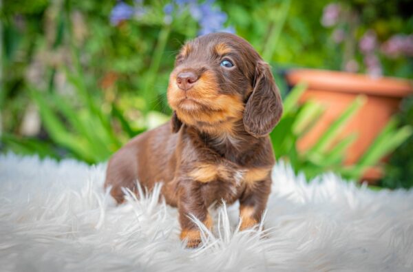 Max Miniature Dachshund Max Miniature Dachshund