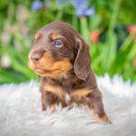 Max-male-miniature-dachshund-puppy-for-sale- (2)