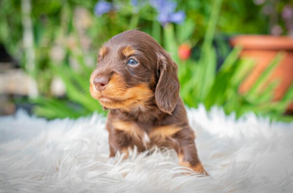 Max Miniature Dachshund Max Miniature Dachshund