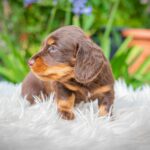 Max-male-miniature-dachshund-puppy-for-sale- (3)