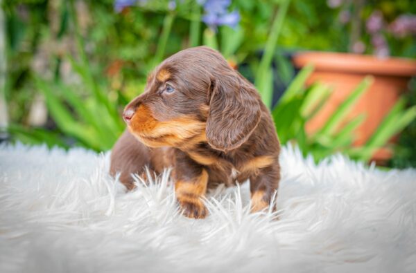 Max Miniature Dachshund Max Miniature Dachshund