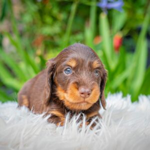Max Miniature Dachshund Max Miniature Dachshund