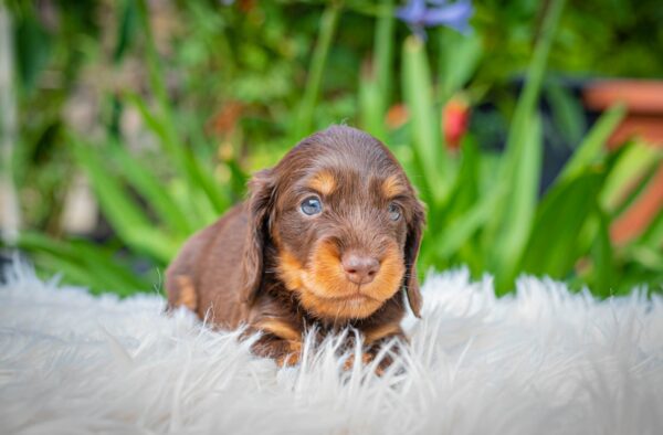 Max Miniature Dachshund Max Miniature Dachshund