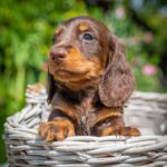 Max-male-miniature-dachund-puppy-for-sale- (1)