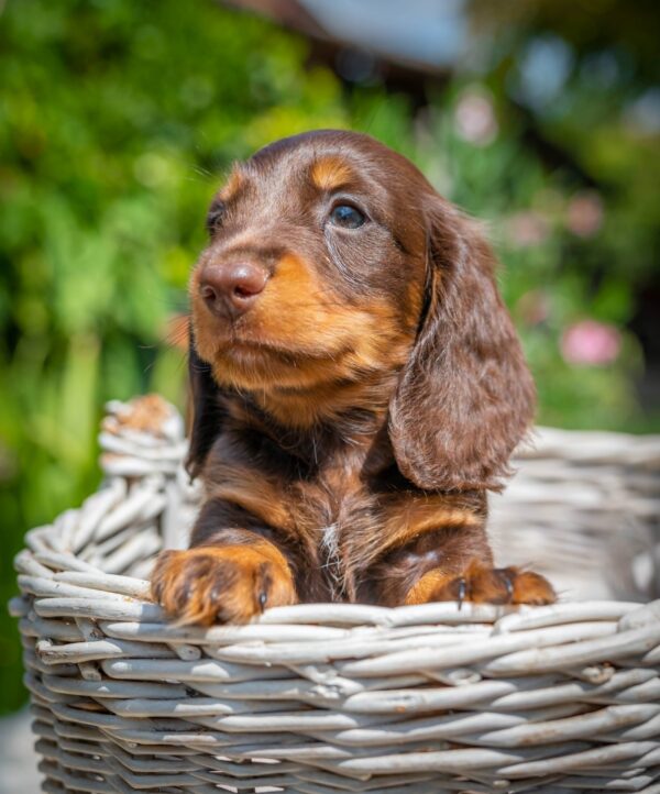Max Miniature Dachshund Max Miniature Dachshund