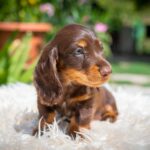 Max-male-miniature-dachund-puppy-for-sale- (2)
