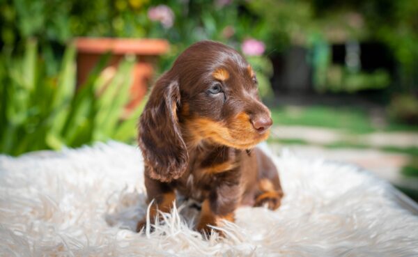 Max Miniature Dachshund Max Miniature Dachshund