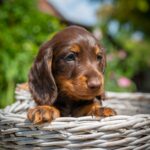 Max-male-miniature-dachund-puppy-for-sale- (3)