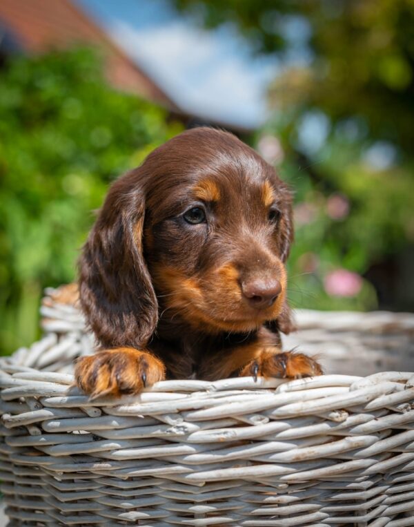 Max Miniature Dachshund Max Miniature Dachshund