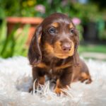 Max-male-miniature-dachund-puppy-for-sale- (4)