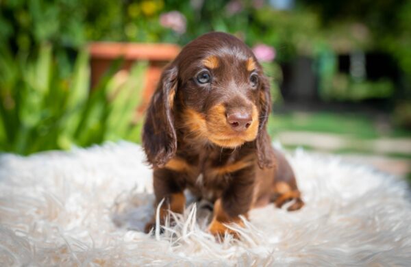 Max Miniature Dachshund Max Miniature Dachshund