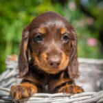 Max-male-miniature-dachund-puppy-for-sale- (5)