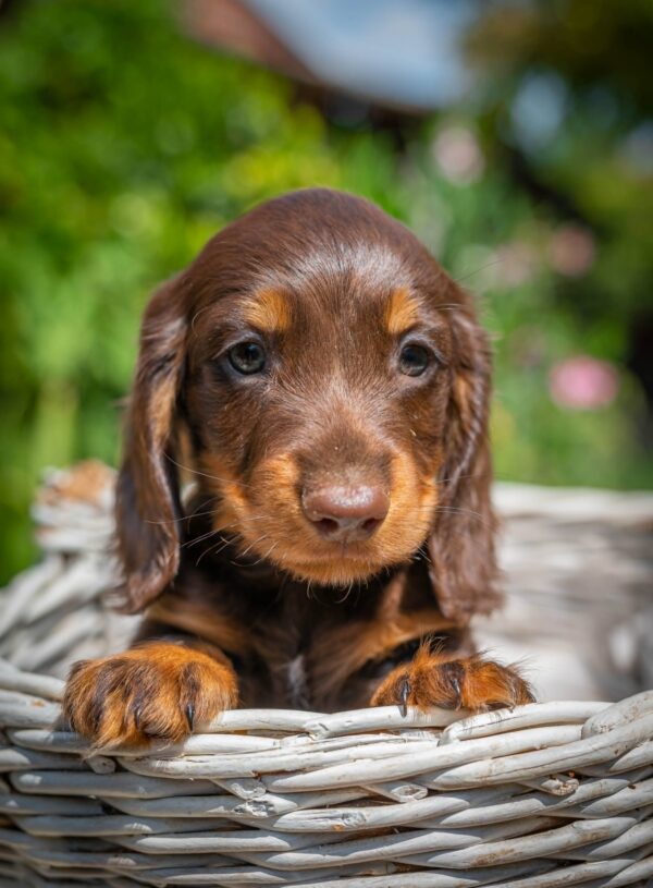 Max Miniature Dachshund Max Miniature Dachshund